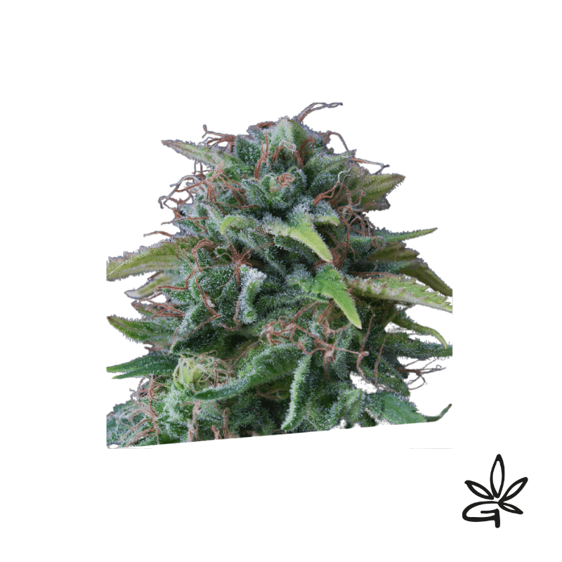 Oxus x3 - Exclusive seeds bank - Graine THC