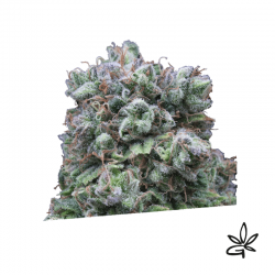 Kush exclusive x3 - Exclusive seeds bank - Graine THC