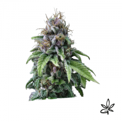 9 milimetros x3 - Exclusive seeds bank - Graine THC