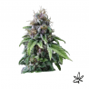 9 milimetros x3 - Exclusive seeds bank - Graine THC