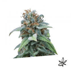 Gasoline X5 - Exclusive seeds bank - Graine THC