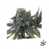 Perla negra x3 - Exclusive seeds bank - Graine THC