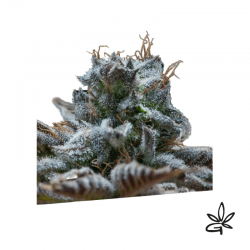 Exclusi Dos x3 - Exclusive seeds bank - Graine THC