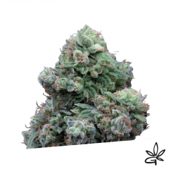 Weeding cake x5 - Exclusive seeds bank - Graine THC