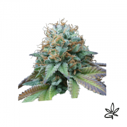 Kittlez tropical x3 - Exclusive seeds bank - Graine THC