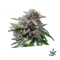 Maka sugary x5 - Exclusive seeds bank - Graine THC