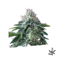 Dr lemon x5 - Exclusive seeds bank - Graine THC