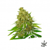 Super larry og x5 - Exclusive seeds bank - Graine THC