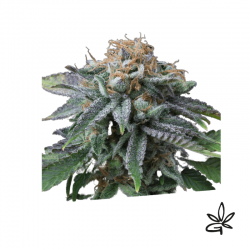 Cherry punch x3 - Exclusive seeds bank - Graine THC