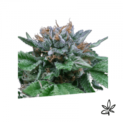 Big blue autox3 - Exclusive seeds bank - Graine THC