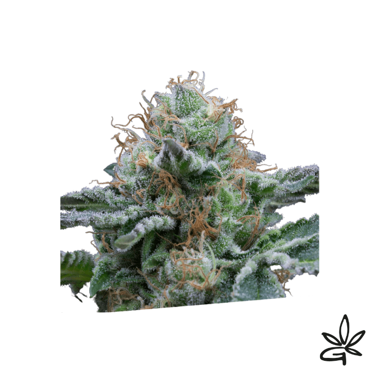 Tasty auto x3 - Exclusive seeds bank - Graine THC