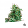 Bilberry auto x3 - Exclusive seeds bank - Graine THC