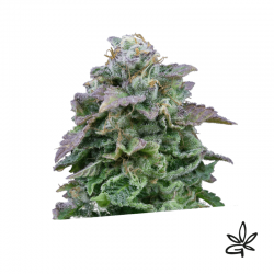 Mozar auto x3 - Exclusive seeds bank - Graine THC