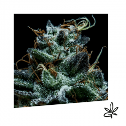 Gorilla Exclusive x3 - Exclusive seeds bank - Graine THC