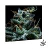 Gorilla Exclusive x5 - Exclusive seeds bank - Graine THC