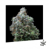 Bubba Kush x3 - Exclusive seeds bank - Graine THC