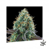 Gold Standard x3 - Exclusive seeds bank - Graine THC