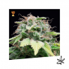 Auto Mandarina x3 - Exclusive seeds bank - Graine THC