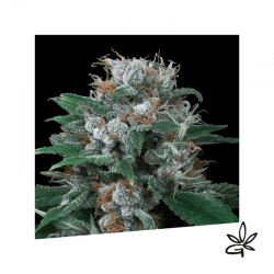 Critikal Auto x3 - Exclusive seeds bank - Graine THC