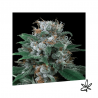 Critikal Auto x3 - Exclusive seeds bank - Graine THC