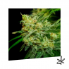 Mango Burst x3 - Exclusive seeds bank - Graine THC