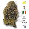 Bruce Banner CBD - Fleurs de CBD