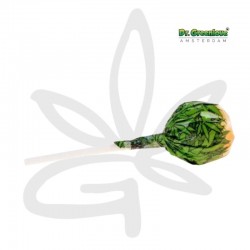 Sucette au cannabis Bubblegum x Orange Bud - Dr Greenlove - Edibles