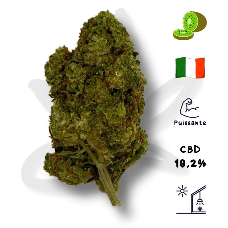 Kiwi CBD - Fleur de chanvre CBD