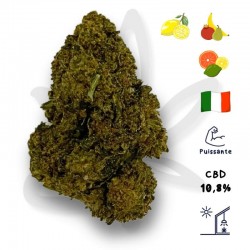 Tequila sunrise CBD - Fleur de chanvre CBD