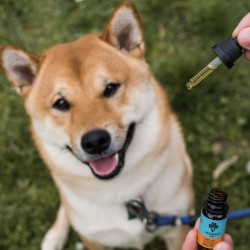 Huile CBD chien "Bacon" 7% CBD 10ml - Weedness CBD