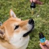 Huile CBD chien "Bacon" 7% CBD 10ml - Weedness CBD - Huile CBD animaux