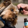 Huile CBD chien "Bacon" 3% CBD 10ml - Weedness CBD