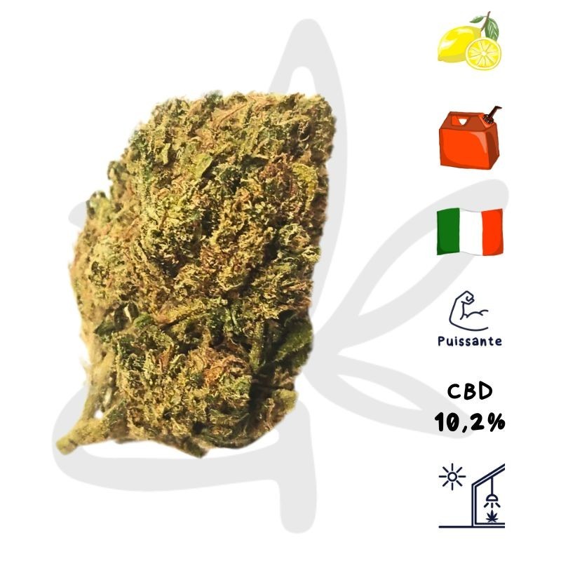 Dr Lemon OG CBD - Fleur de chanvre CBD