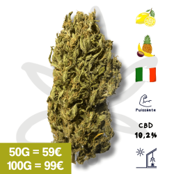 Lemon Auto CBD - Fleur de chanvre CBD