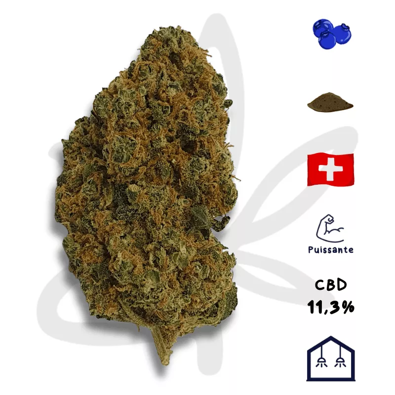 CBD Suisse