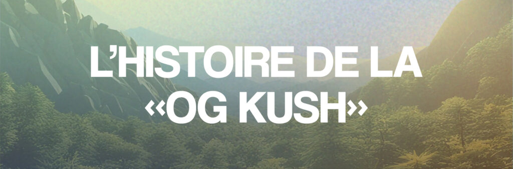 Découvrez l’OG Kush : variété emblématique