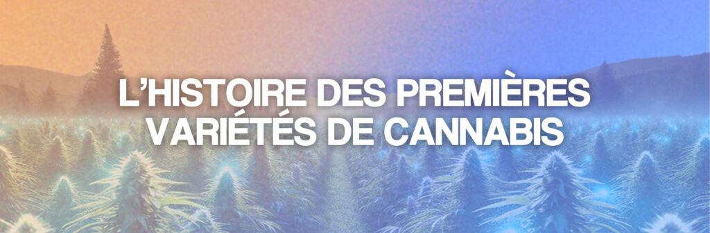 premières variétés de cannabis