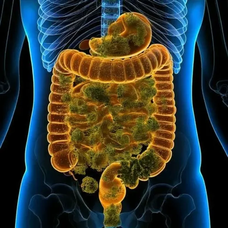 Microbiote intestinal